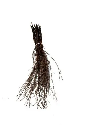 Фото №1 - Хозяйственный инвентарь: Метла березовая